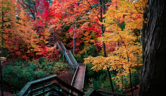 grand pont passant par la forêt, feuillage en couleurs flamboyantes, fond ecran automne
