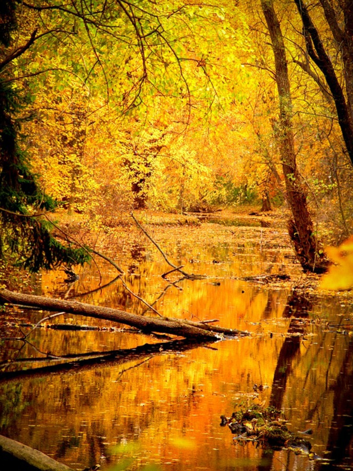 jolie paysage, la forêt enchantée, rivière qui coule qu-dessus d'une forêt magnifique teintée de jaune