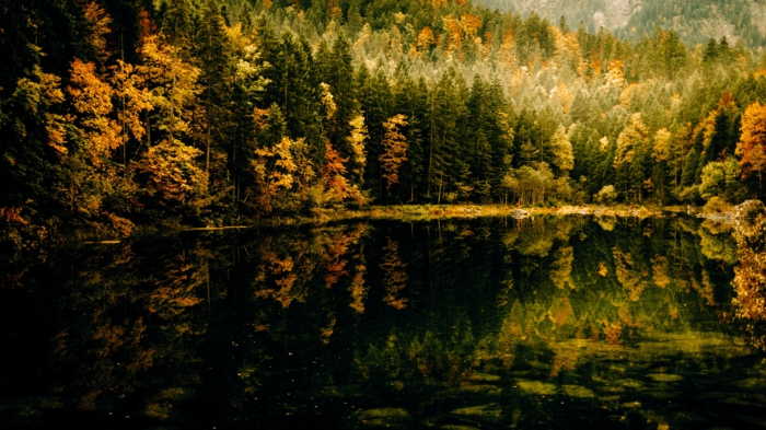 automne fond d'écran, cours d'eau dans la forêt, rivière et les réflexions des arbres