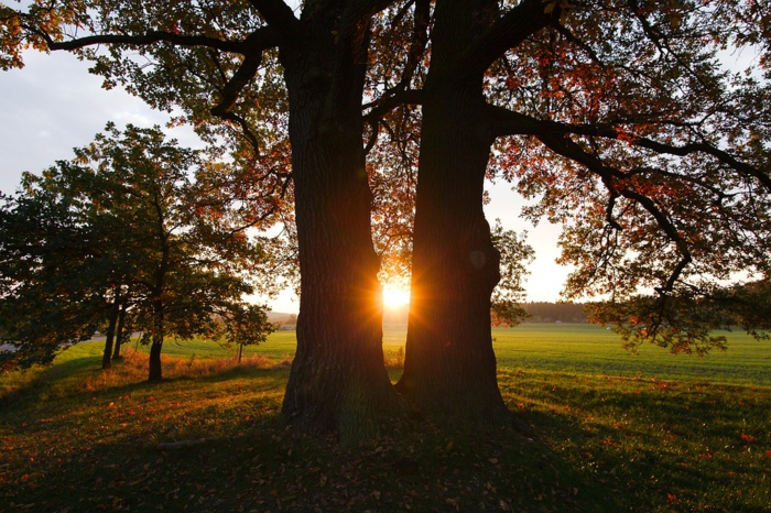 fond d'écran coucher du soleil, une plaine, un arbre à deux embranchements