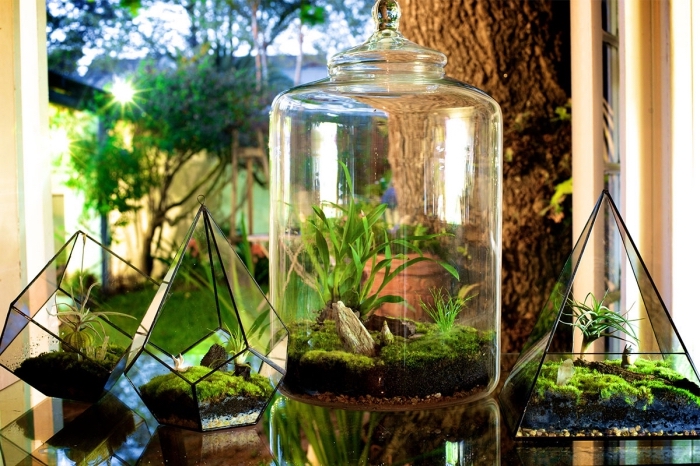 comment faire un terrarium facile dans un bocal transparent ou contenant forme géométrique, mini jardin diy
