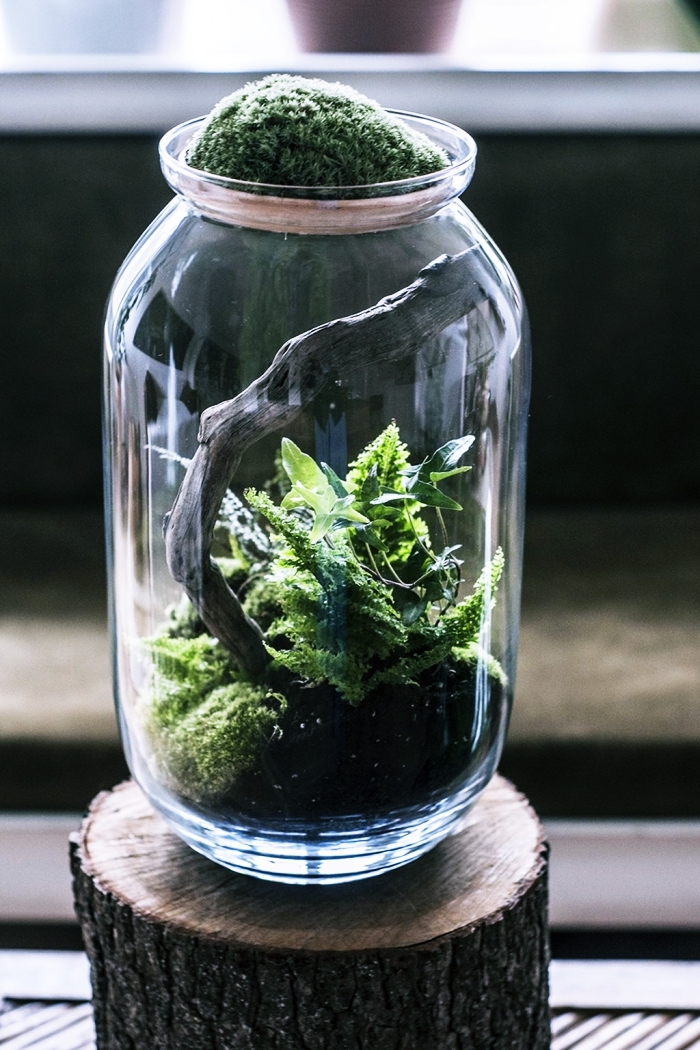 modèle de bocal en verre recyclé rempli de terreau pour plantes humides, comment faire un jardin en miniature facile