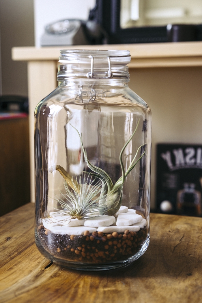 modèle de bocal en verre à utiliser pour faire un terrarium facile, idée comment décorer un mini jardin avec plantes vertes