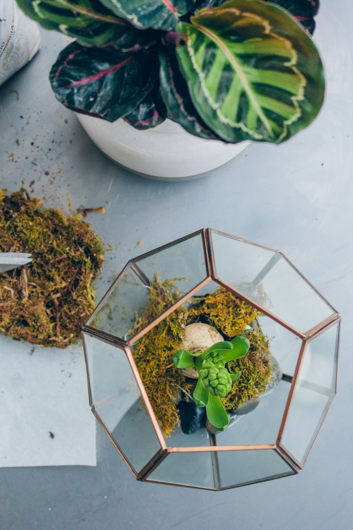 comment faire un mini jardin avec plantes vertes, idées mini plantes pour terrarium facile dans un bocal en verre
