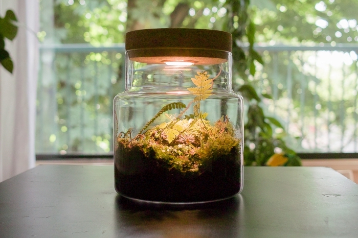 exemple de terrarium fermé avec éclairage, modèle de mini jardin diy avec plantes vertes dans un bocal en verre