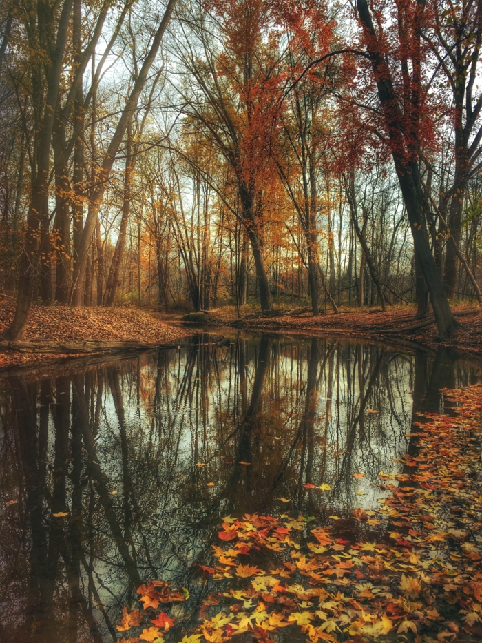 photo pour fond d'écran, rivière, feuilles flottantes, jolis arbres au feuillage flamboyant