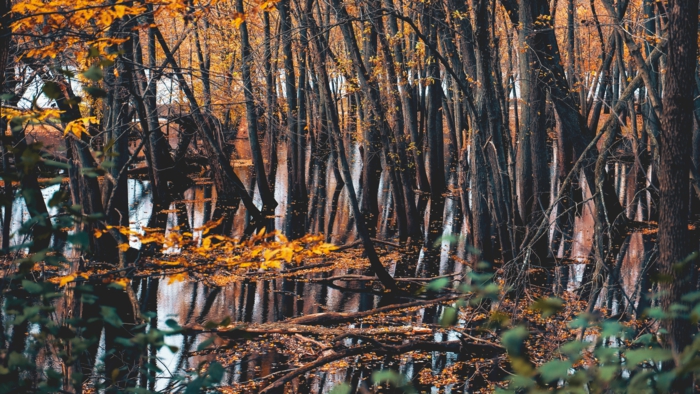 les arbres près de l'eau, feuilles jaunes tombées dans la rivière, joli fond d'écran