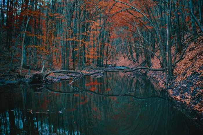 paysage d'automne aux feuilles rouges, rameaux tombés dans l'eau, réflexions des arbres dans l'eau