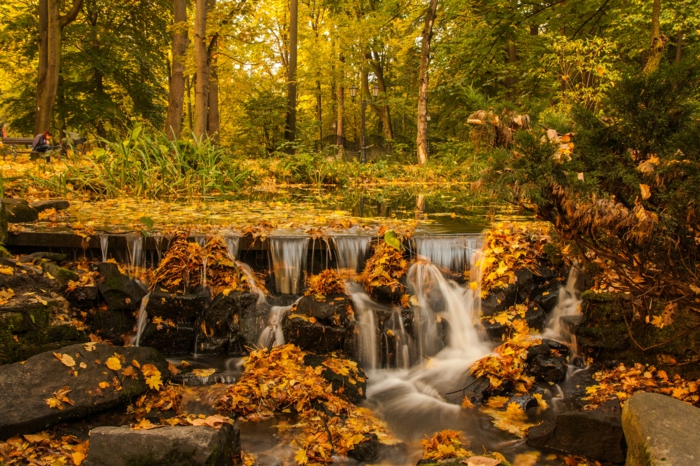 forêt aux feuilles jaunes, cascade pittoresque, forêt aux couleurs d'automne 
