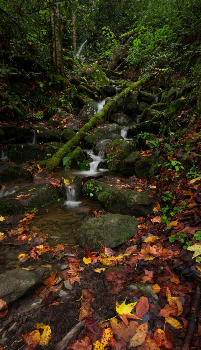 ruisseau dans la forêt, forêt verte, roques dans l'eau, photo pour fond d'écran