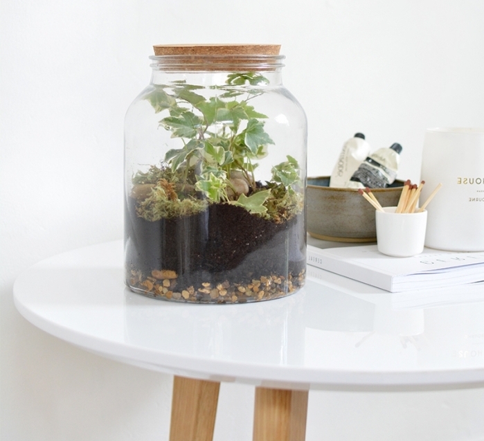 idée plante sous cloche ou couvercle dans un gros bocal en verre rempli de terreau pour plantes humides et galets