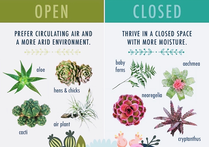 quelles plantes choisir pour faire un terrarium ouvert ou fermé, espèces végétales aloé aériennes pour mini jardin ouvert