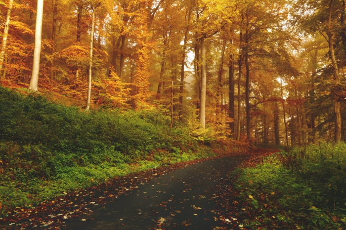chemin forestier, forêt aux couleurs d'automne, fond d'écran paysage d'automne