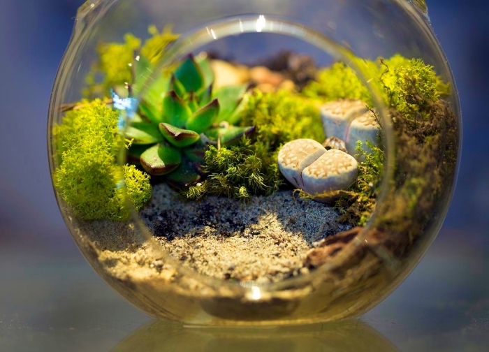 exemple comment utiliser un aquarium recyclé pour faire un terrarium avec plantes vertes sable et cailloux