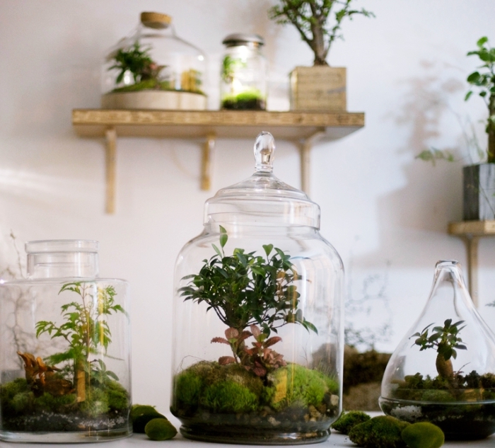 créer un jardin avec mini plantes vertes dans un contenant en verre ouvert ou fermé, modèle de mini jardin intérieur