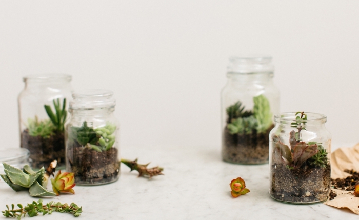 quelle plante pour terrarium ouverte, exemple humide plante en bocal fermé, modèle de jardin miniature dans bocal en verre
