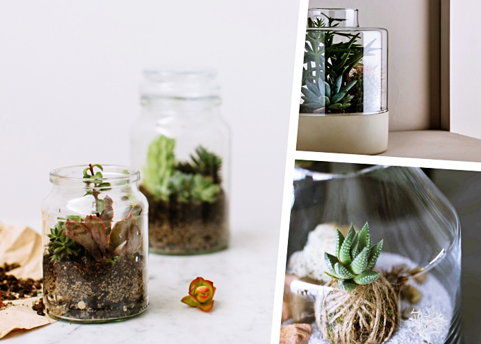 idée comment décorer un mini jardin dans bocal en verre avec une couche de terreau spéciale et cailloux pour plantes succulentes