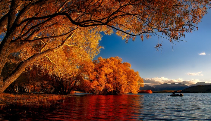 arbres penchés au-dessus d'une rivière, paysage d'automne magnifique, nuages