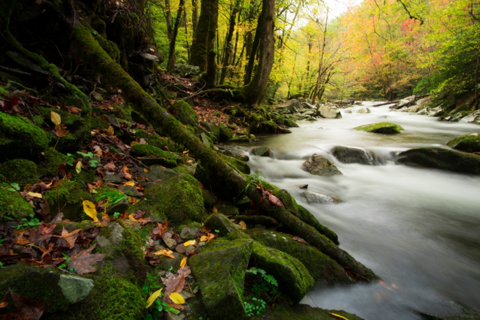 forêt verte, mousse, feuilles d'automne, torrent, paysage enchantant, jolie paysage