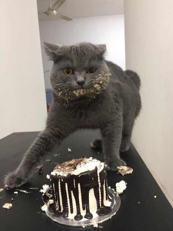La plus drole photo de chat qui mange un gateau, gateau anniversaire garçon, image gateau anniversaire en photo patisserie