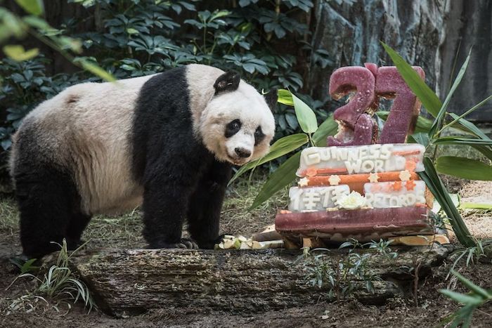 gateau panda, image gateau anniversaire pour celebrer ensemble