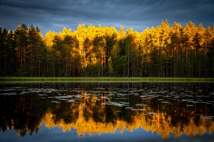 foret mixte très jolie, couronne des arbres jaunes, sapins, cours d'eau, paysage d'automne