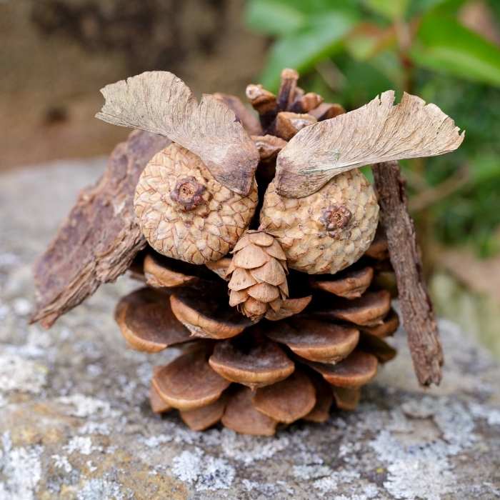 faire une figurine hibou facile en pomme d epin, idée activité manuelle automne maternelle avec matériaux naturels