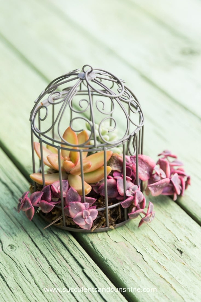 centre de table cage avec succulents, joli accent pour le mariage champêtre chic