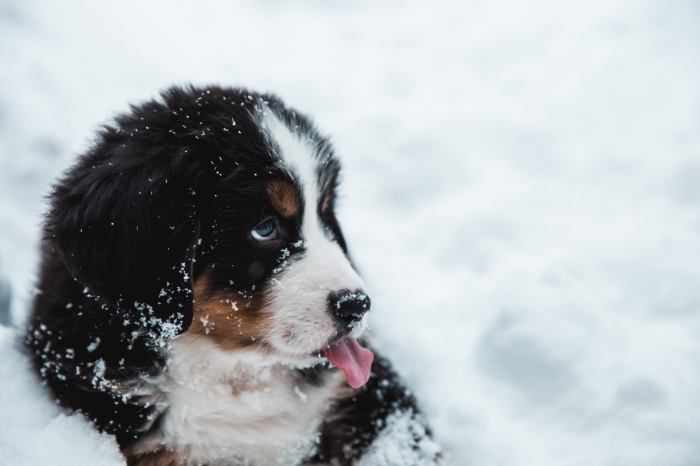 fond d écran gratuit pour ordinateur avec animal, photo de chien hyper mignon dans la neige avec flocons de neige sur la fourrure