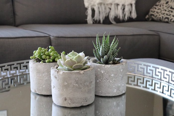 exemple de plantes grasses d intérieur, collier de perles, succulent et cactus zèbre en pot de béton, belle deco table basse de salon