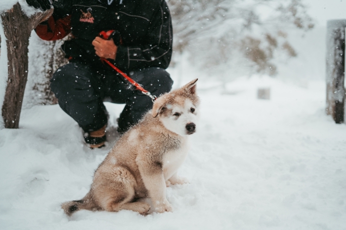 photo de petit chien en promenade dans une forêt enneigée, idée wallpaper gratuit pour pc sur le thème neige