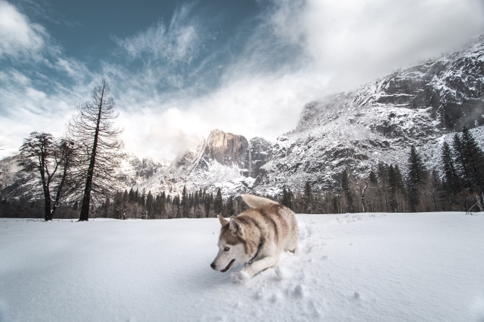 photo ultra mignonne d'un chien qui joue dans la neige, idée paysage hiver avec ciel nuageux et forêt enneigée