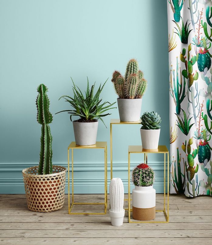 deco salon aux murs bleus, les plus belles plante d intérieur, plantes grasses et cactus sur des tables minuscules décoratives, parquet bois but, rideaux motif fleuri