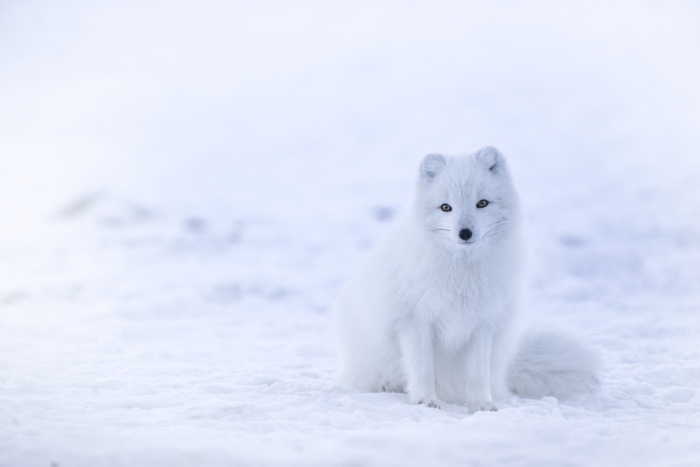 photo de petit animal blanc dans la neige, idée fond ecran pc avec blanc renard et neige, photo gratuite pour pc