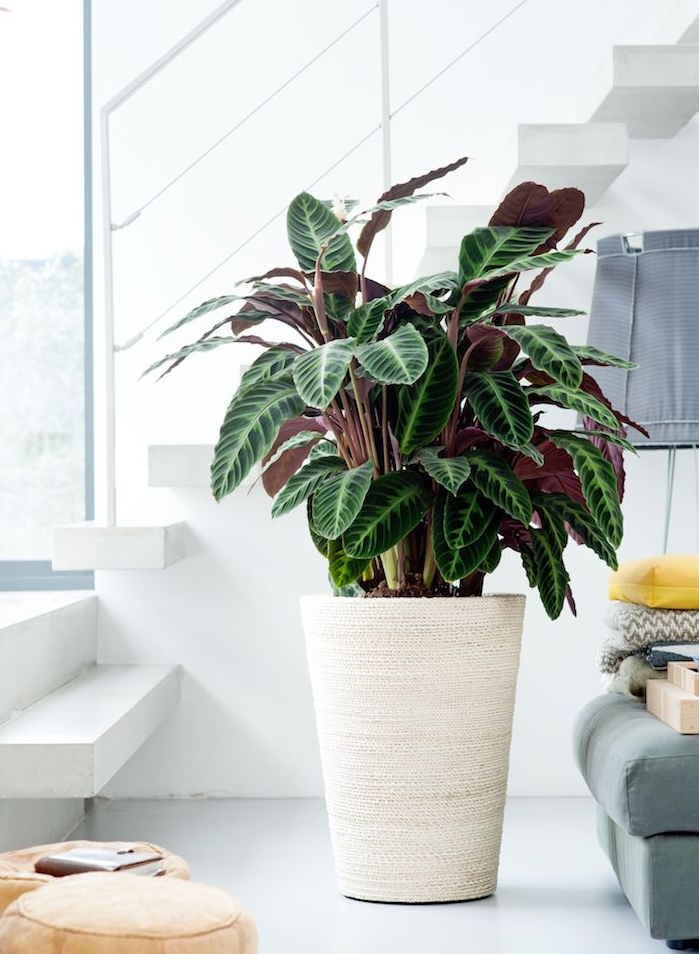 grande plante interieur dans un gros pot de fleur, calathea pour la deco appartement moderne en blanc, canapé bleu de gris