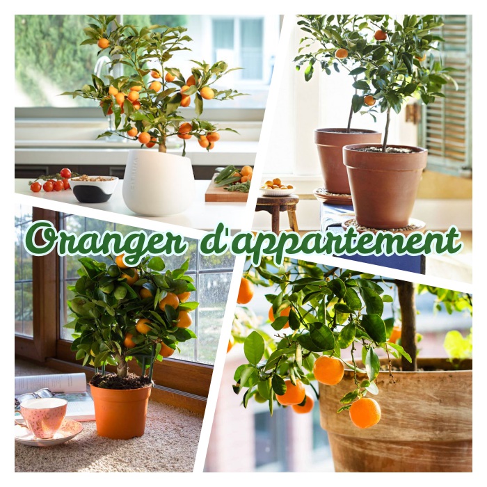 oranger d appartement à cultiver en pot de fleur, idée de arbre fruitier à la maison, plante d intérieur originale, fruitier decoratif