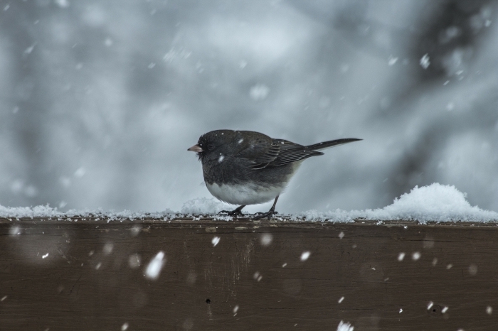 image neige qui tombe, photo de petit oiseau noir et blanc sous la chute de flocons de neige, idée fond d'écran hivernal