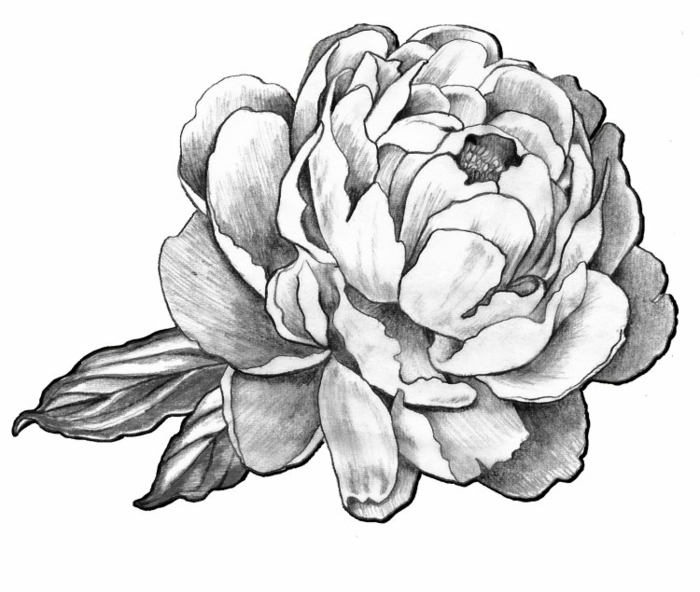Photo tatouage dessin, inspiration tatouage image à utiliser pour son tatouage, pivoine fleurie tatouage détaillé