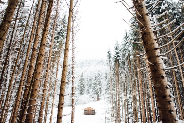 exemple de fond ecran noel ou hiver, photo d'une petite maison de bois dans une forêt avec arbres couverts de neige