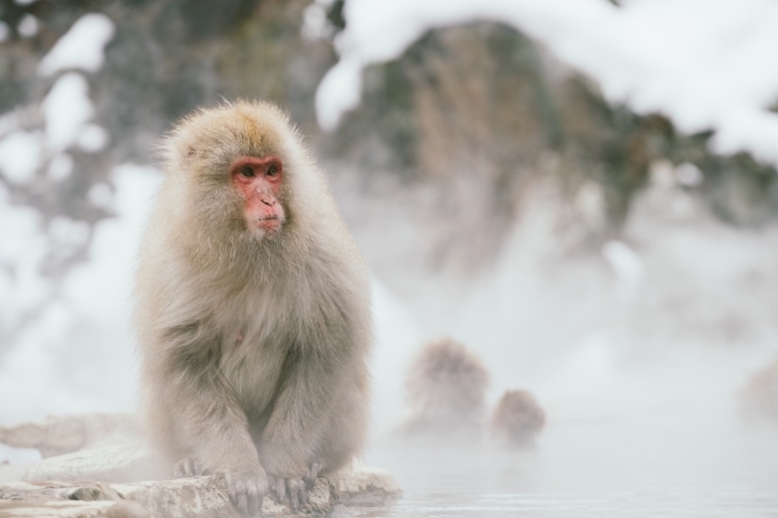 fond d écran hiver à télécharger, idée photo gratuite pour pc, photo animal singe blanc dans la nature d'hiver