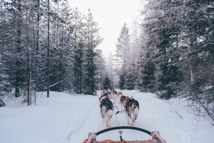 paysage de neige à télécharger, photo gratuite sur thème hiver, photo forêt enneigée et traîneau à chiens hiver