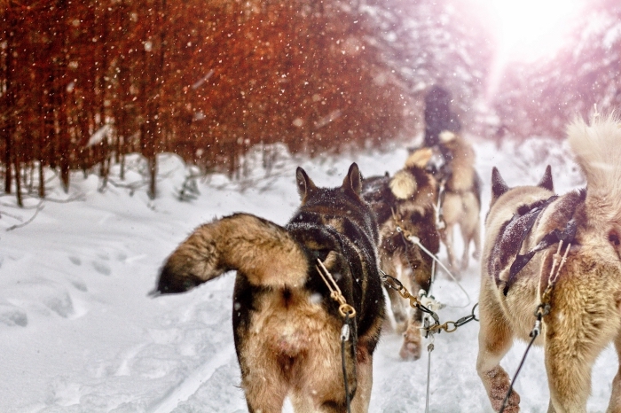 idée fond d'écran hivernal pour ordinateur, photo gratuite à télécharger sur pc, exemple paysage de noel avec un traîneau à chiens