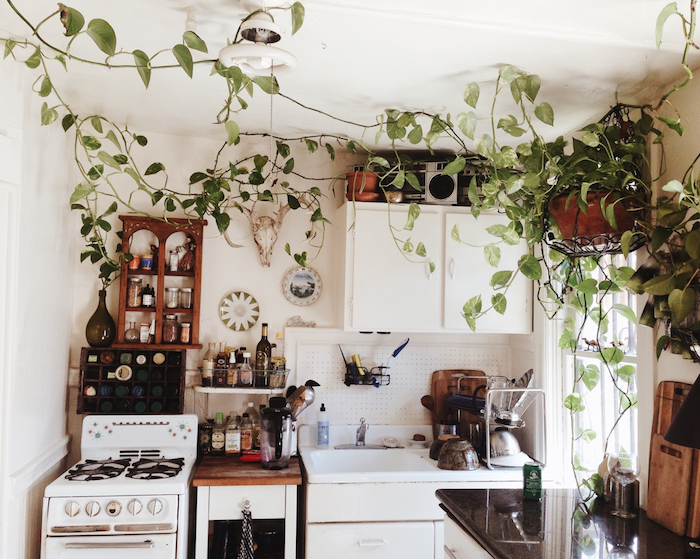 exemple de plante grimpante interieur, deco cuisine blanche avec des rangements ouverts exposés, façade de cuisine blanche, style cuisine traditionnelle