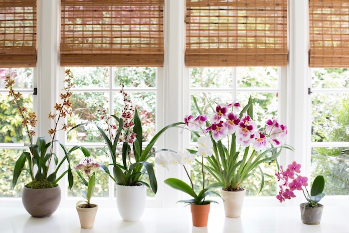 plusieurs plantes fleuries d'intérieurs rangées près de la fenêtre en pot, différents genres d orchidées et autres fleurs