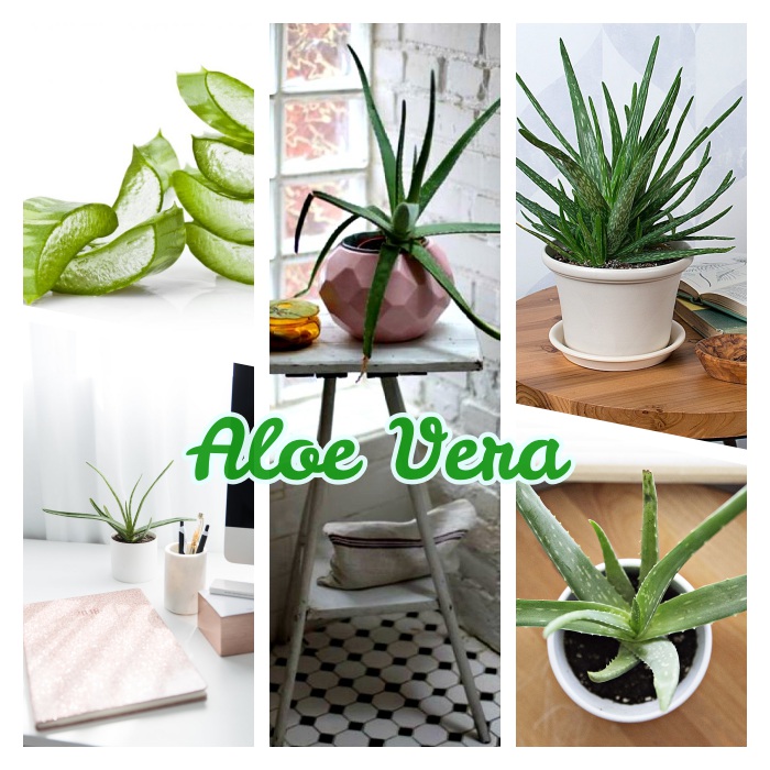 plante d intérieur originale, aloe vera plante verte à feuilles longues à cultiver en pot, exemple de plante dépolluante et decorative