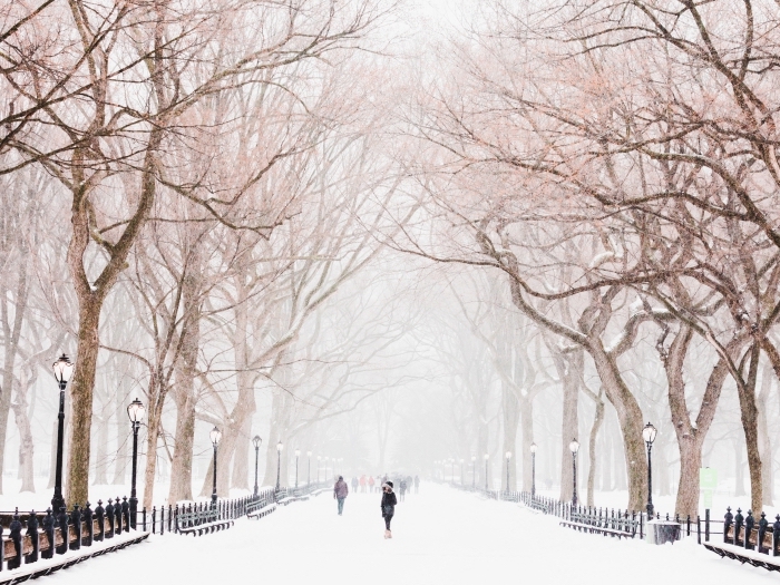 jolie photo d'hiver dans un parc aux arbres nus, idée fond ecran noel gratuit, image à télécharger sur thème hiver