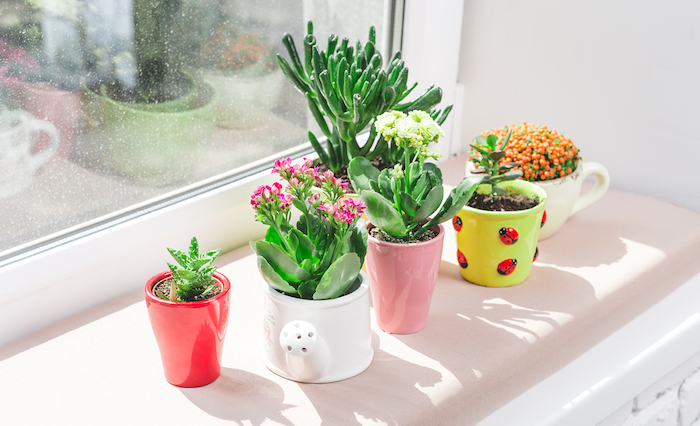 plusieurs plantes fleuries d intérieur cultivés en pots colorés au rebord de la fenêtre, deco salon zen romantique