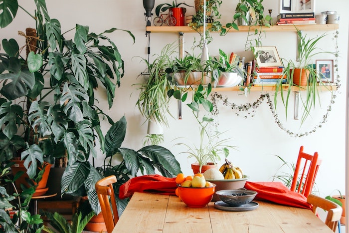 les plus belles plantes d intérieur, idee deco salle à manger avec des chaises colorés, table à manger bois brut, étagères chargées de plantes et monstera plante geante