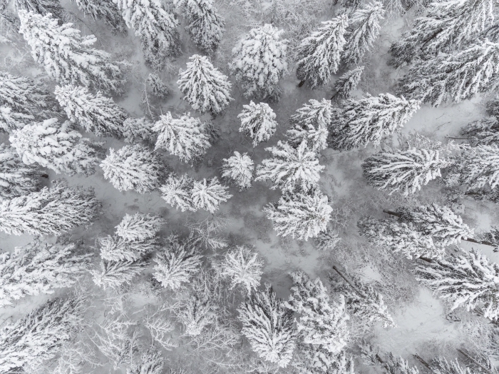 idée de fond ecran paysage incroyable, photo vue d'en haut au-dessus d'une forêt aux arbres conifères couverts de neige