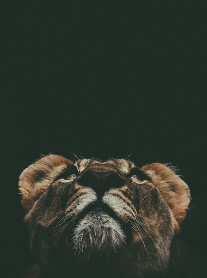 Mignonne photo animal sauvage, lion fond d écran nature, fond d écran gratuit pour ordinateur, idee originale d arriere plan pour le portable